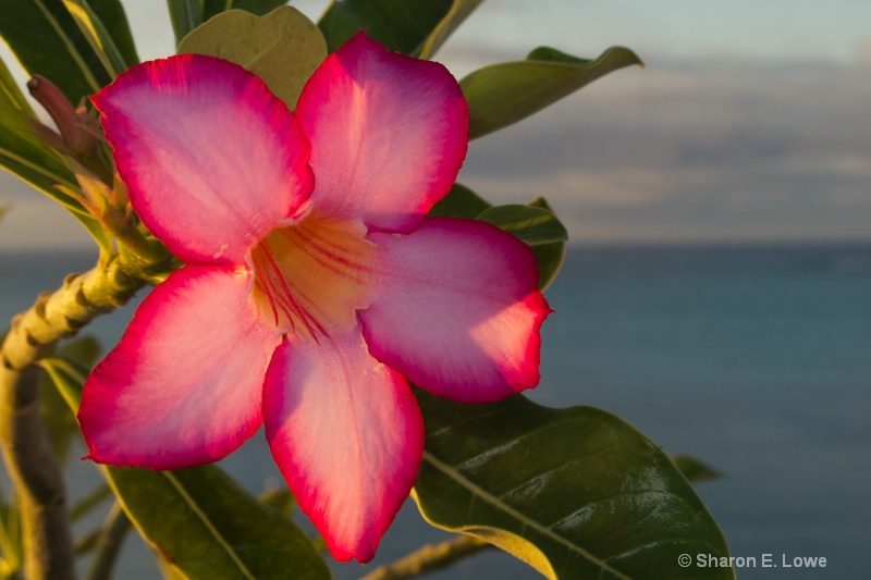 Sunset Flower - ID: 12781987 © Sharon E. Lowe