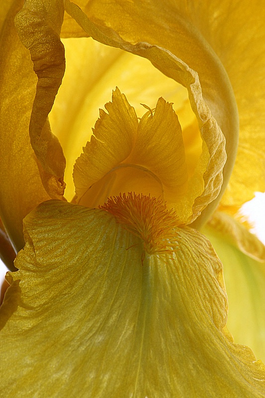 Yellow iris close-up