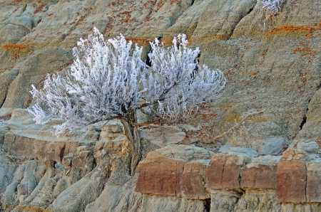 Frosted  Sagebrush