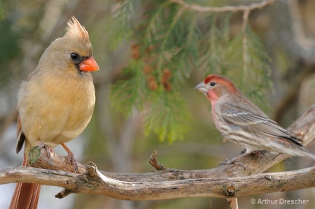 We Can Share This Branch