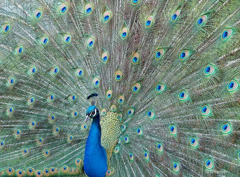 Peacock Eyes