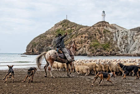 Sheep Mustering On The Beach