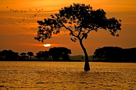 Sunrise Tree