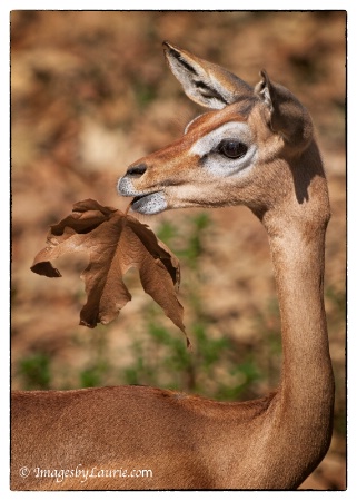 Gerenuk Decoration