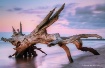 Driftwood Beach