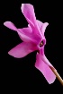 Pink Cyclamen