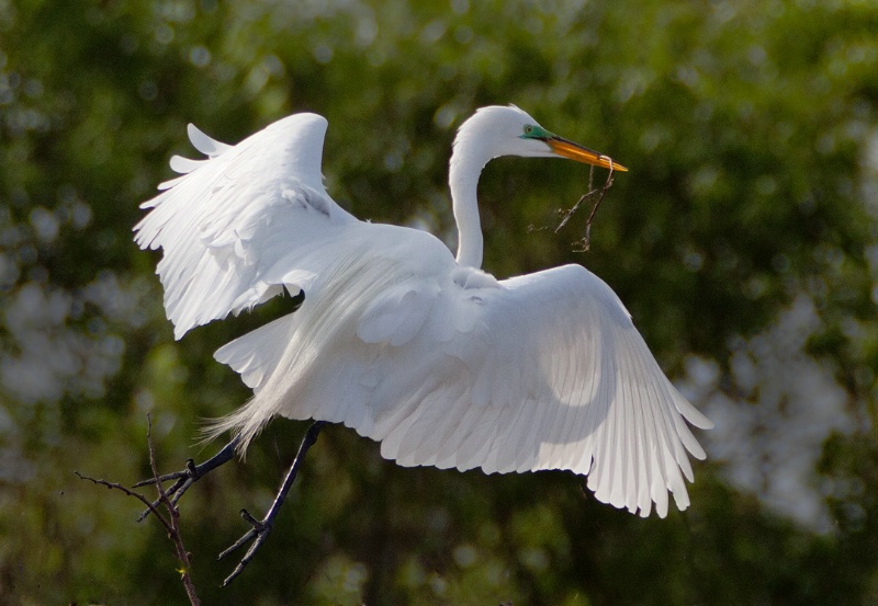 Nesting Material