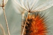 ~ Delicate Umbrel...