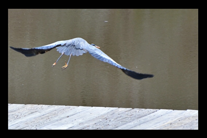 Blue Herring