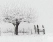 Sno Homish