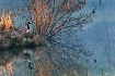 Nesting Place