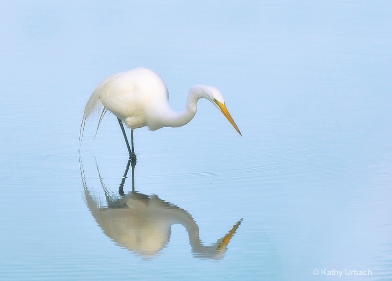 Great Egret in Reflection