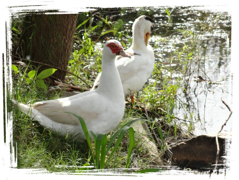 Resident Ducks