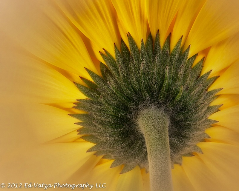 Yellow Gerbera