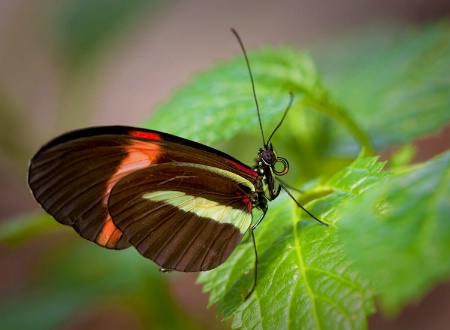 Postman Butterfly