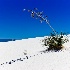 © William G. Dunlalp PhotoID# 12786821: White Sands desert, NM