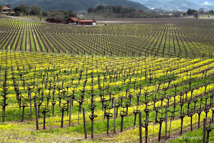 Spring in the Napa Vineyards - ID: 12787017 © Pat Powers