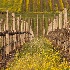 © Pat Powers PhotoID # 12787029: Napa Vineyards