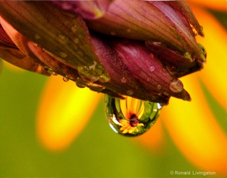 Spring Rains