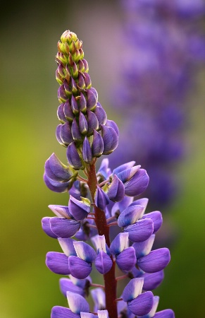 Lupine