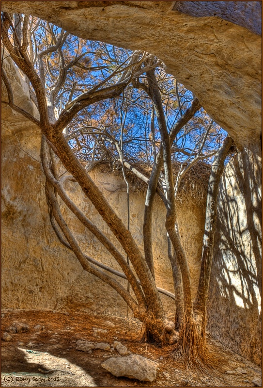 Tree in the Cistern