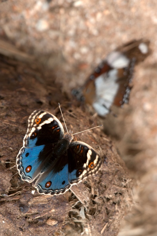 Butterfly on Elephant Dung