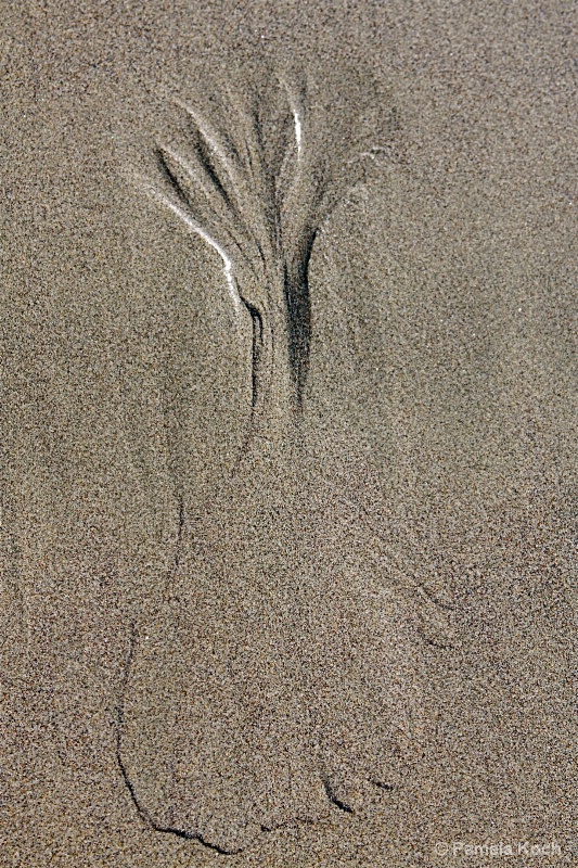 Impressions in the sand