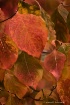 Nature's Rust...