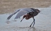 Reddish Egret