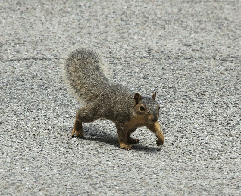 Squirrel Walking