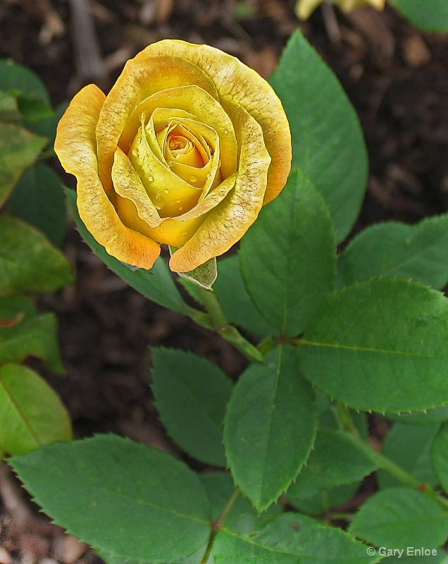 " Sunburned Yellow Rose "