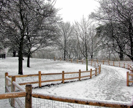 Snowy Pathway