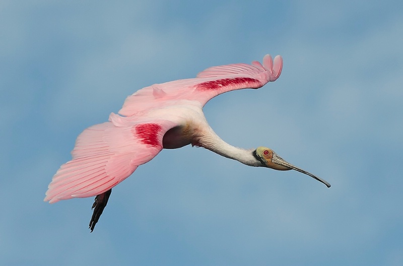 Spoonbill in Clouds