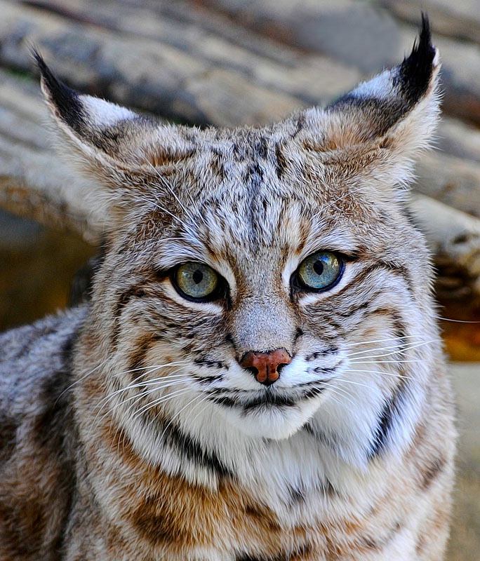 Bobcat  Poser 1