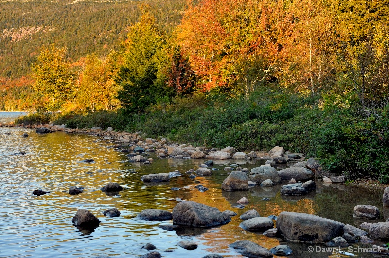 Autumn Gold - ID: 12790602 © Dawn Schwack