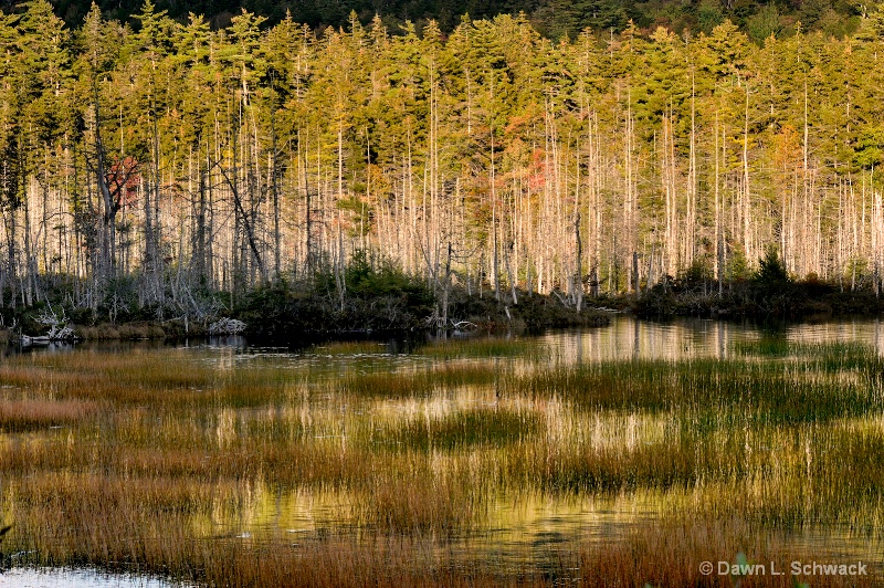 Pond Reflection - ID: 12790604 © Dawn Schwack