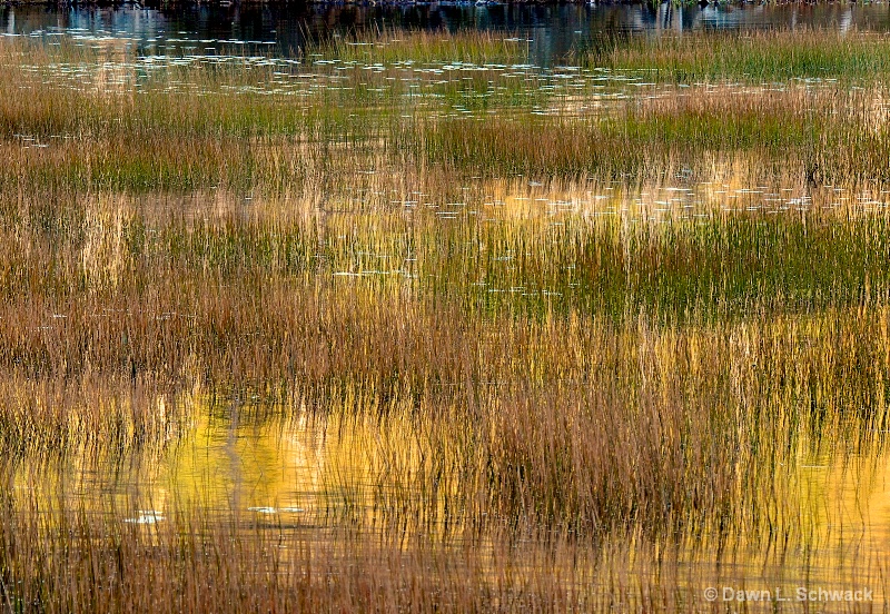 Pond Detail - ID: 12790605 © Dawn Schwack