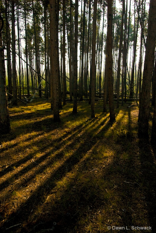 Forest Shadows - ID: 12790608 © Dawn Schwack
