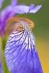 ~Siberian Iris~