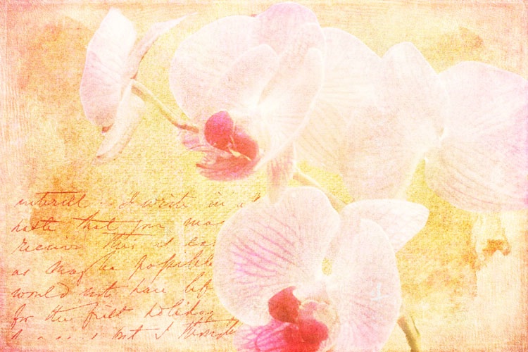 ~ Orchids ~