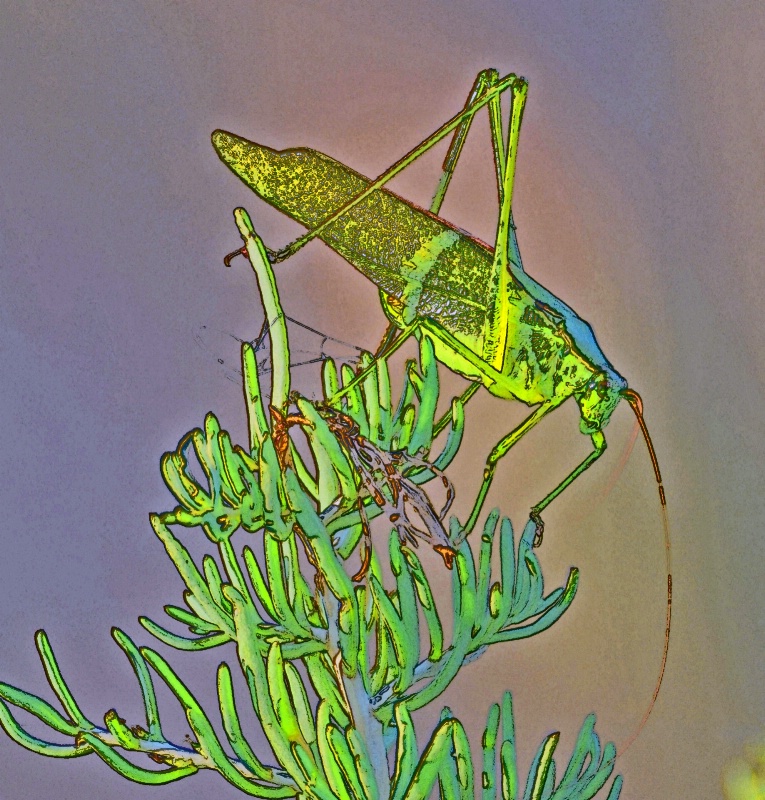 Short  Wing  Green  Grasshopper