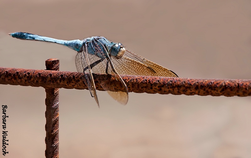 Resting dragonfly 3