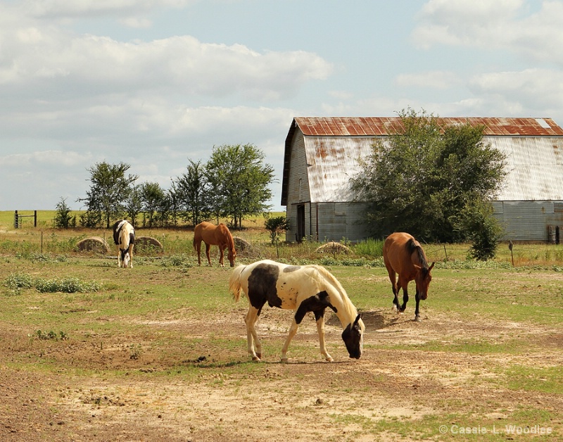 Four Horses & A Barn