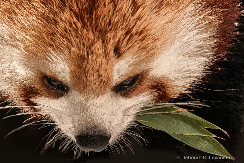 Red Panda - ID: 12792455 © Deborah C. Lewinson