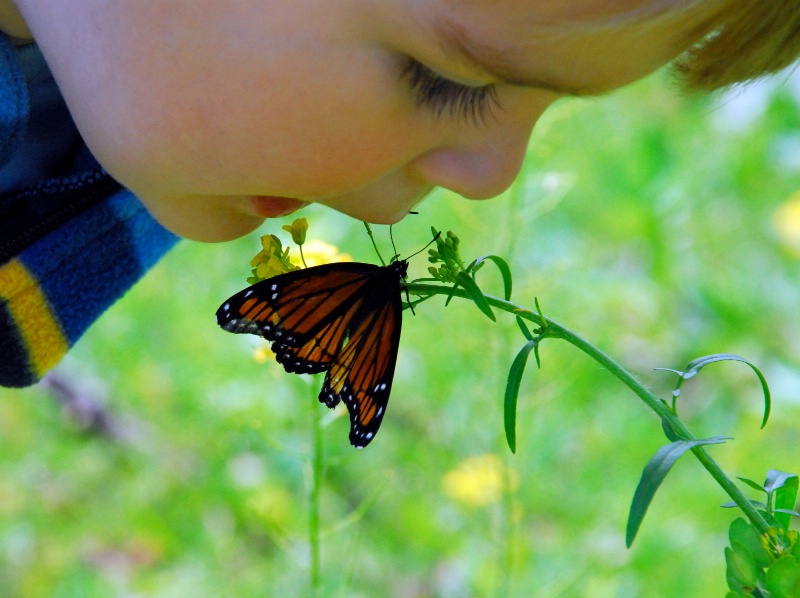 Butterfly Kisses