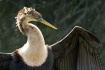 Female Anhinga