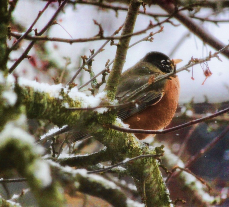 Hang in there Mr. Robin!