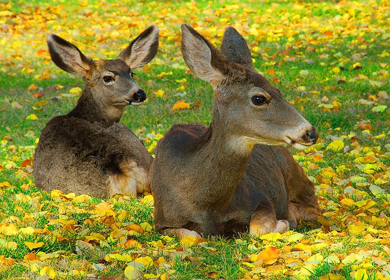 Mule Deer