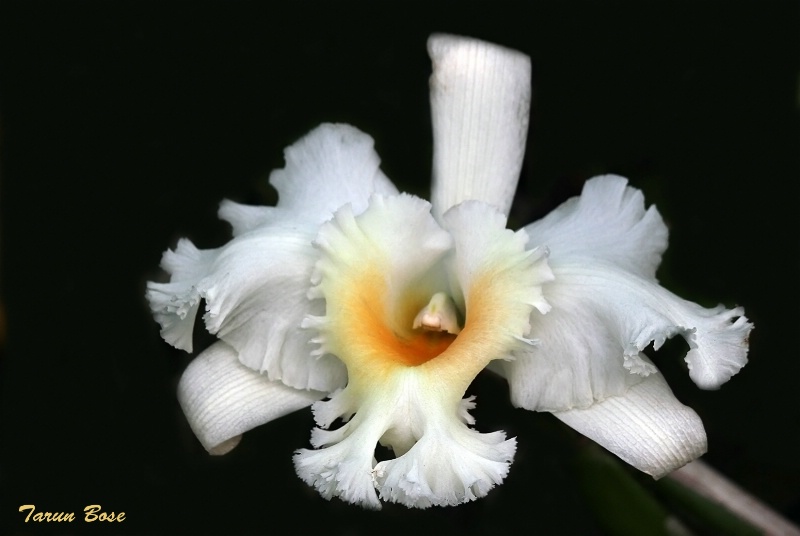 White Orchid.