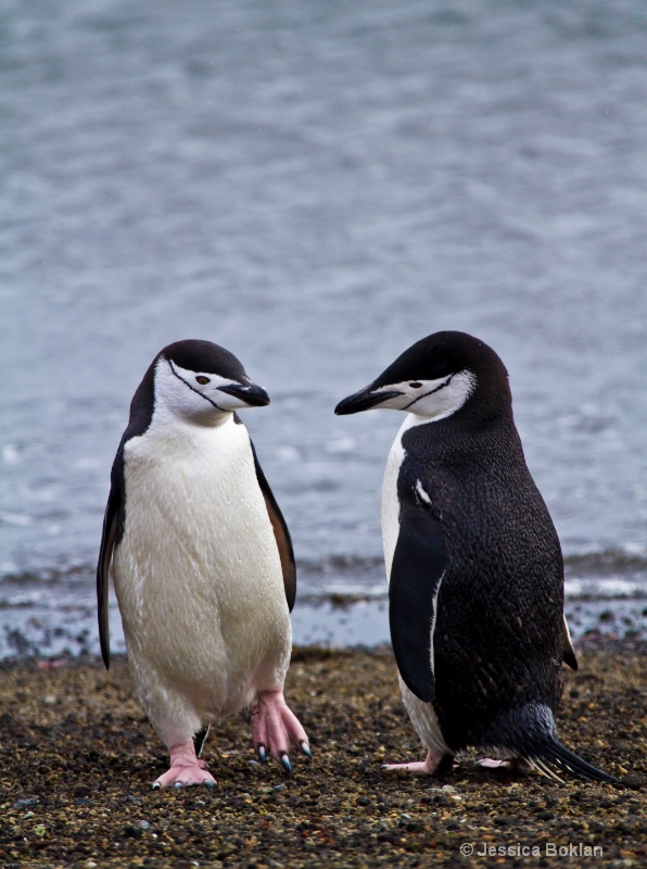 Chinstrap Penguins - ID: 12793774 © Jessica Boklan
